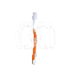 BROSSE À DENTS ORTHO (12)