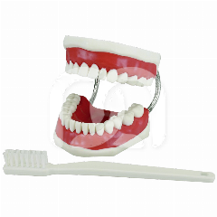 MODÈLE DE DÉMONSTRATION AVEC BROSSE À DENT  MODÈLE DE DÉMONSTRATION AVEC BROSSE À DENT