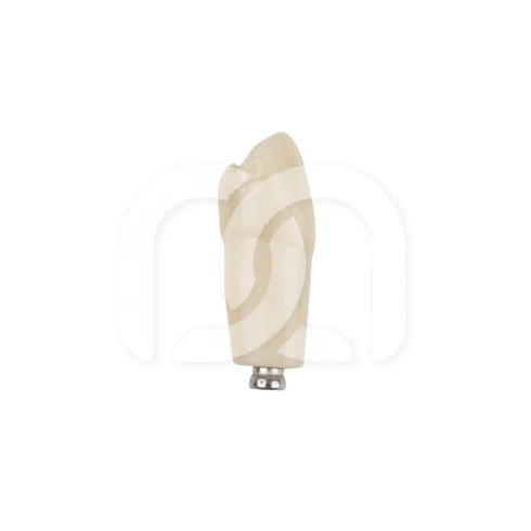 TAND VOOR MODEL FRASACO ANKA-4